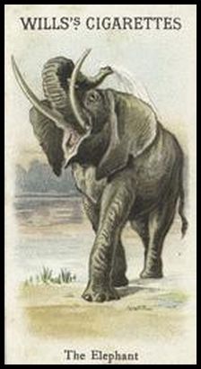 00WA Elephant.jpg
